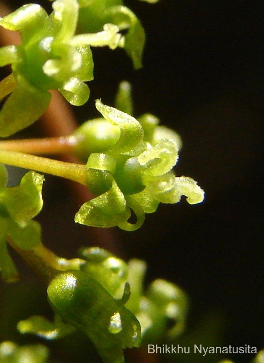 Smilax perfoliata Lour.